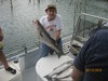 (08/13/2016) - Nice Striped Bass